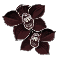 czarna orchidea